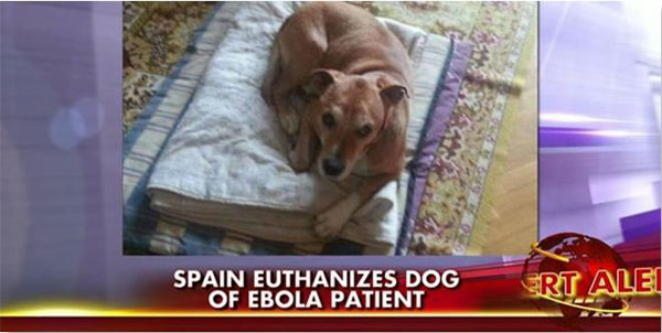 pet with ebola, dog with ebola, ebola dog, can dog get ebola